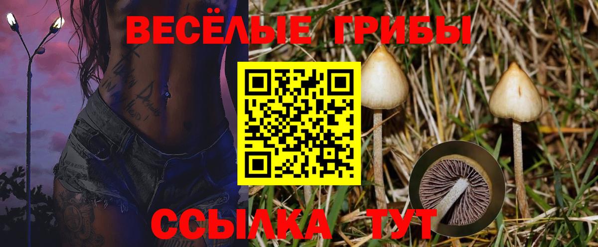 Псилоцибиновые грибы GOLDEN TEACHER  купить  цена  Мыски  Вход с VPN 